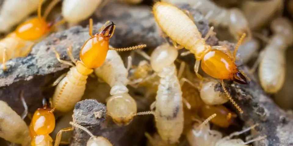Termite Extermination, Control and Prevention
